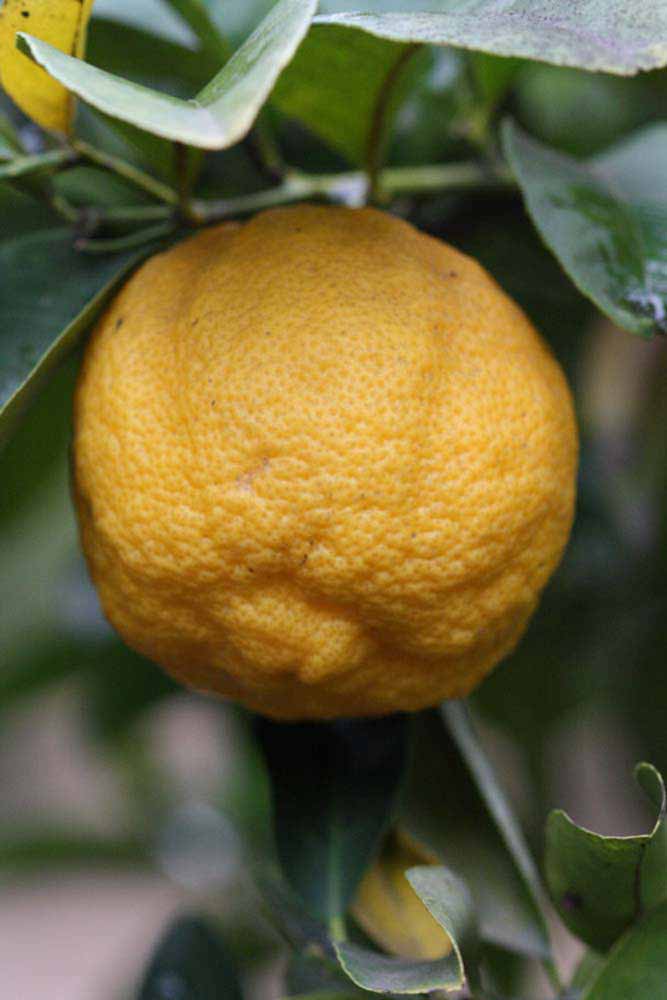            Fruit (Limoneira, Riverside, CA)   